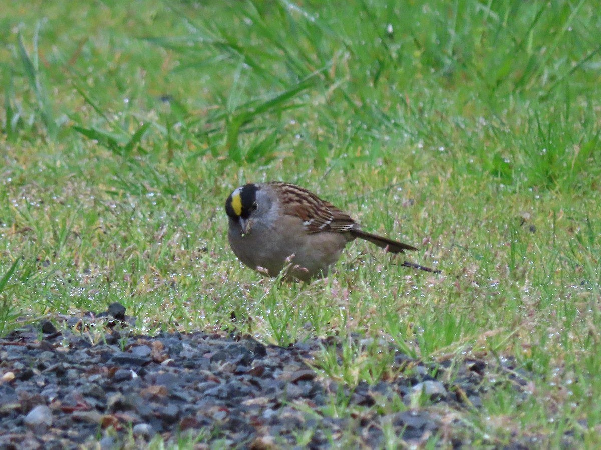 Golden-crowned Sparrow - ML618541041