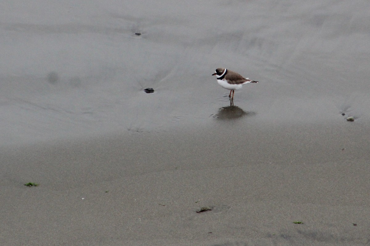 Semipalmated Plover - ML618541043