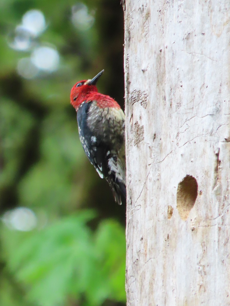 Red-breasted Sapsucker - ML618541049