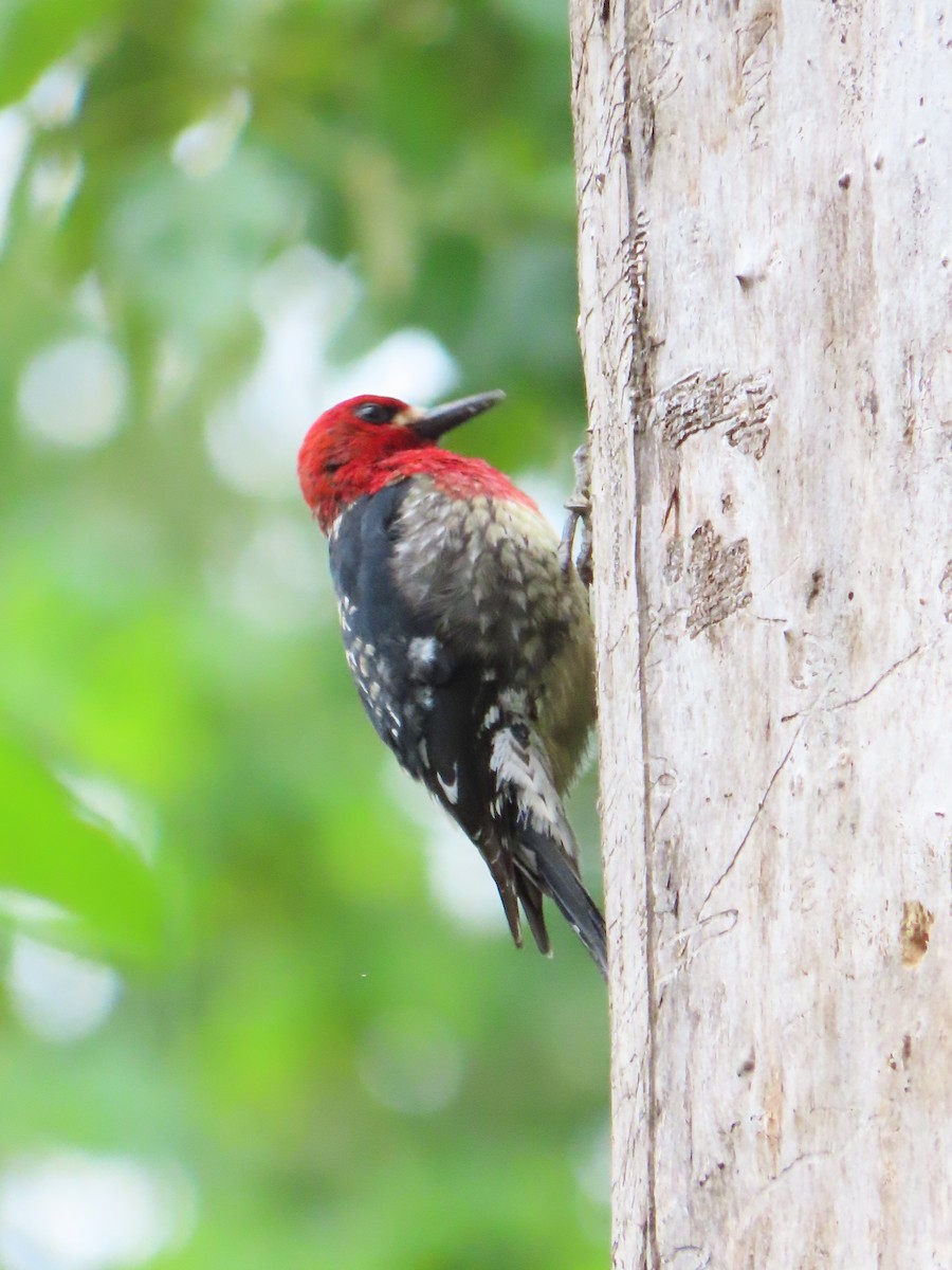 Red-breasted Sapsucker - ML618541059