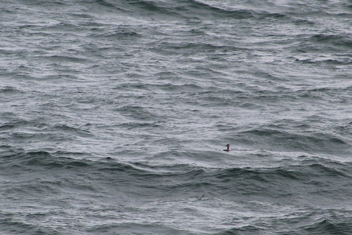 Red-necked Grebe - ML618541072