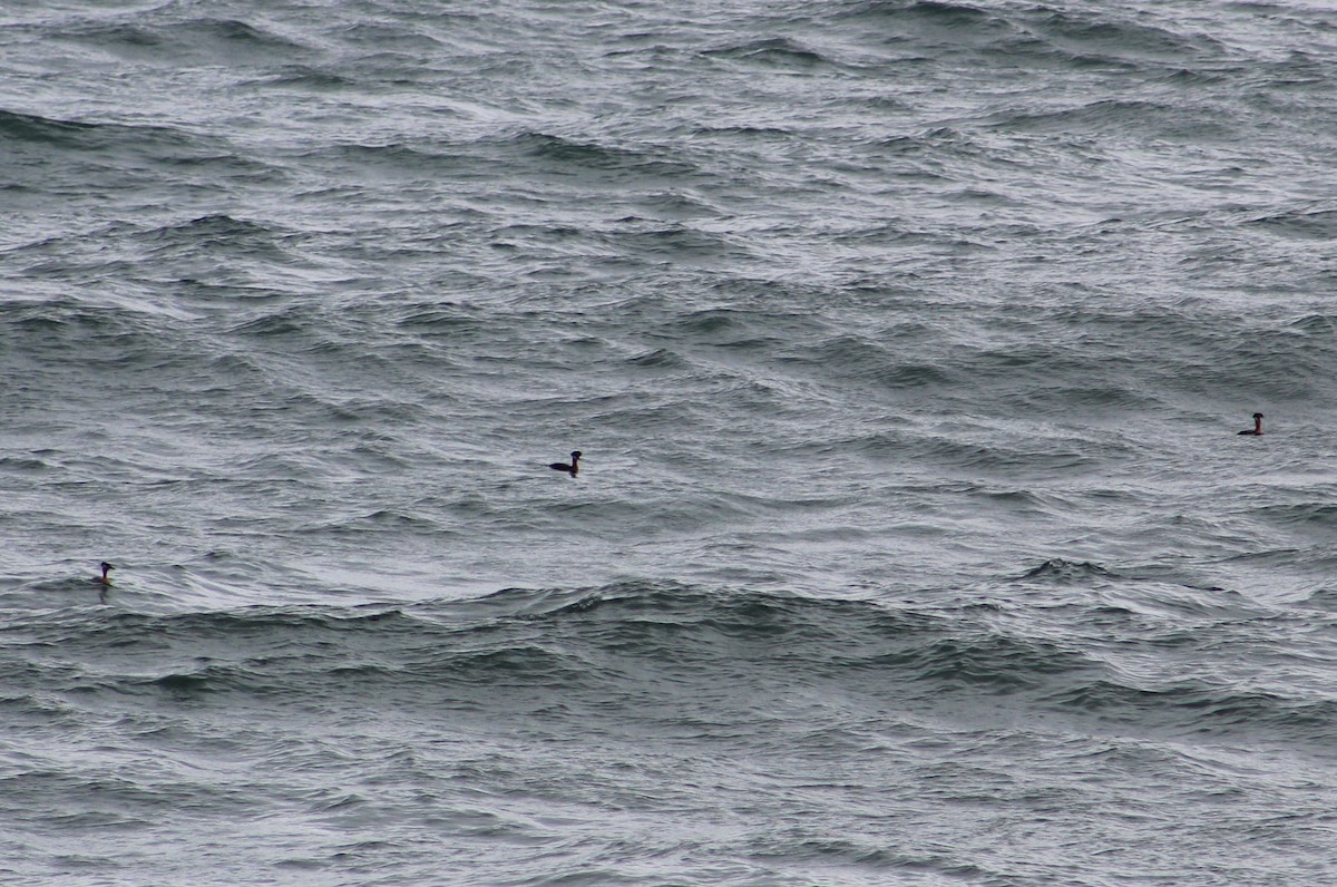 Red-necked Grebe - ML618541073