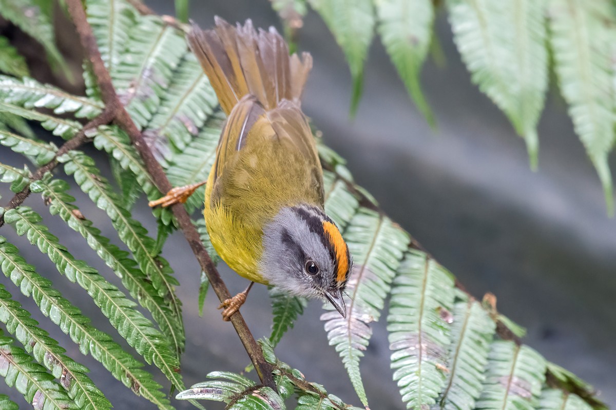 Russet-crowned Warbler - ML618541103