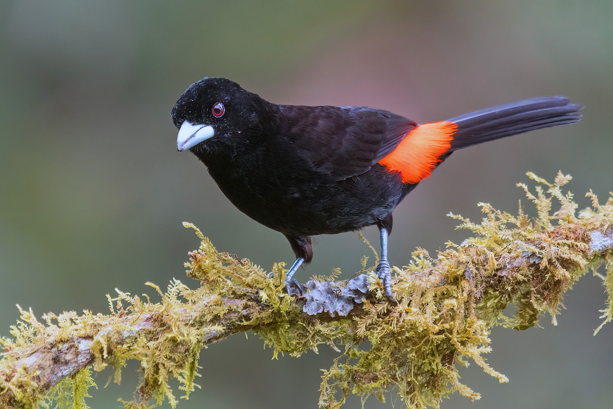 Flame-rumped Tanager - ML618541121