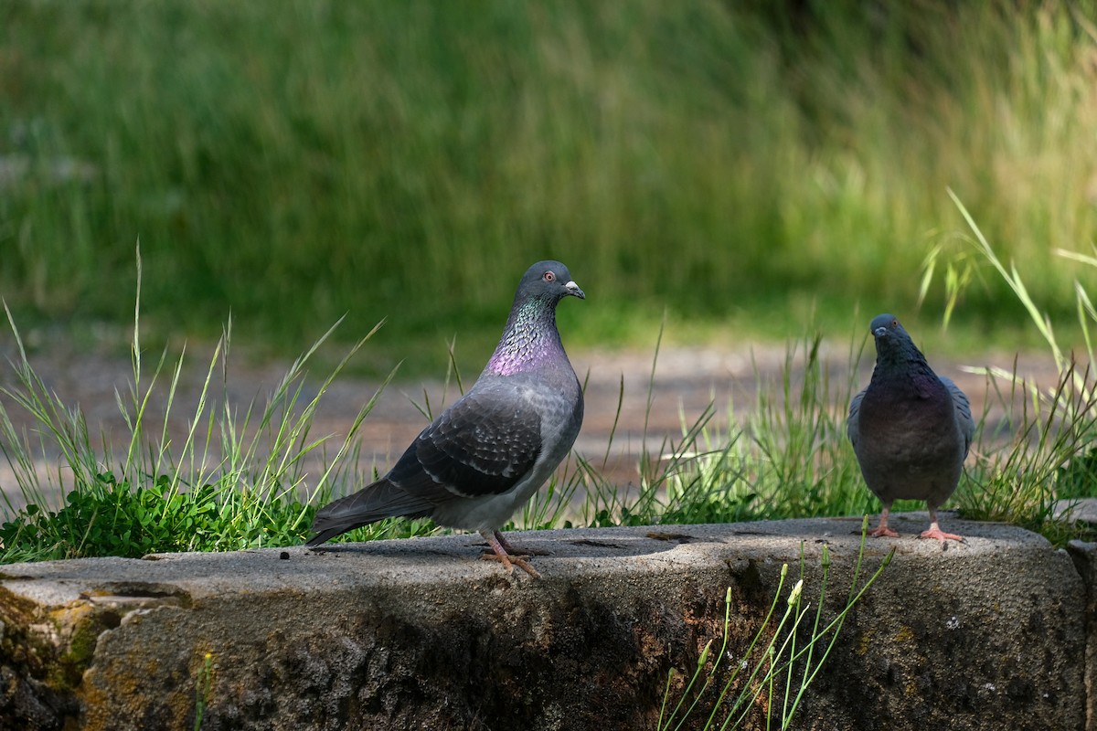 Rock Pigeon (Feral Pigeon) - Rodolfo Ramírez