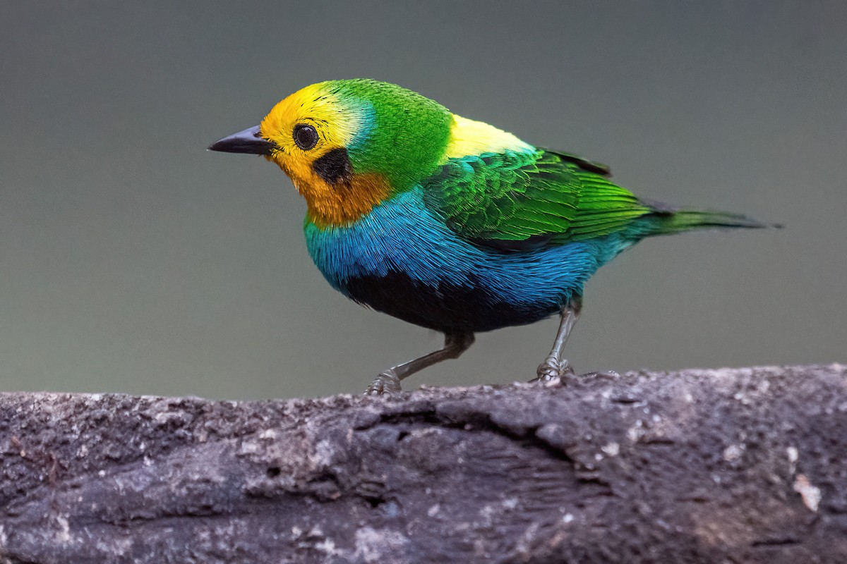 Multicolored Tanager - ML618541163