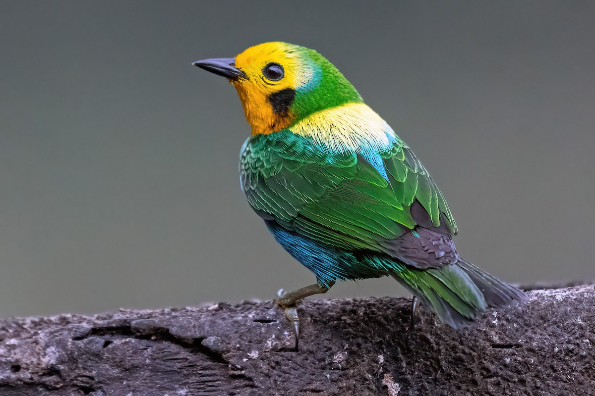Multicolored Tanager - ML618541164