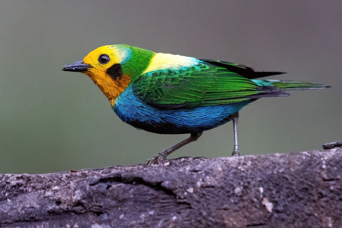 Multicolored Tanager - ML618541165