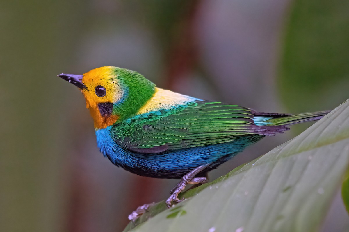 Multicolored Tanager - ML618541166