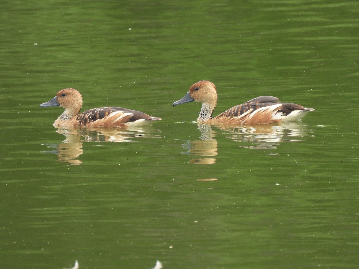 Fulvous Whistling-Duck - ML618541186