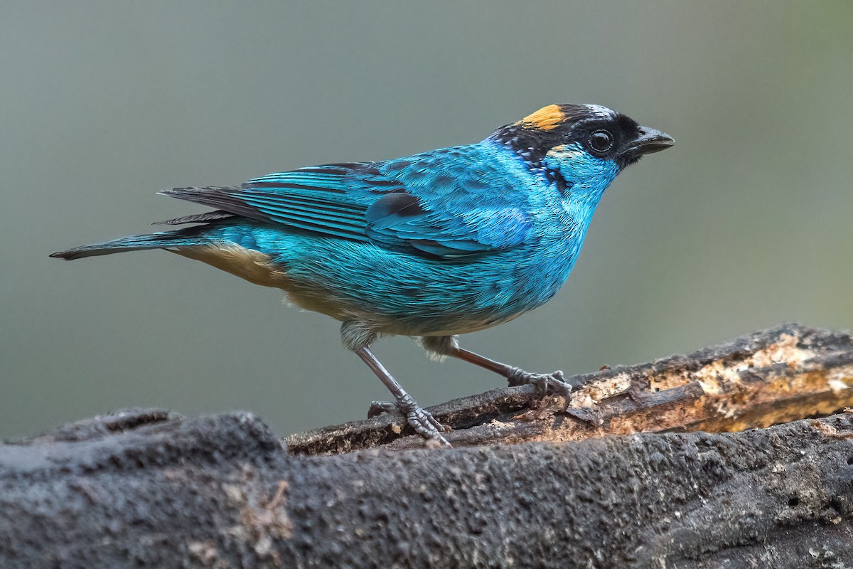 Golden-naped Tanager - ML618541195