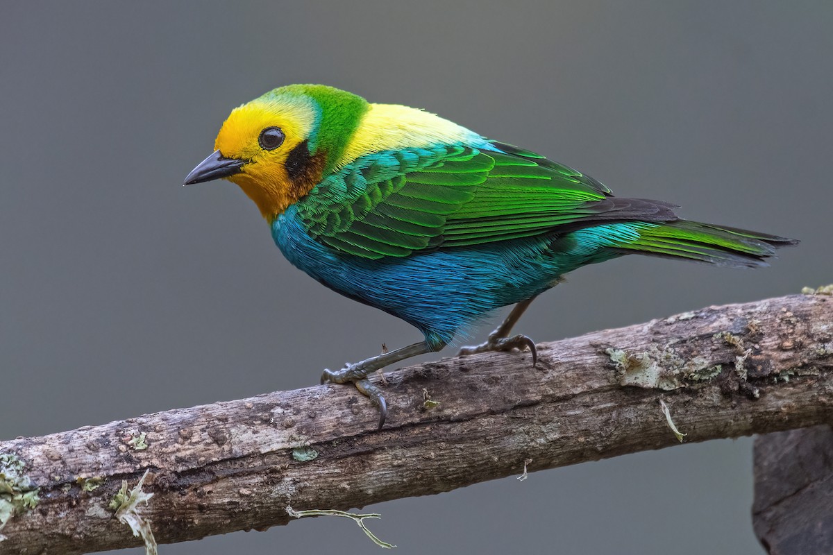 Multicolored Tanager - ML618541203