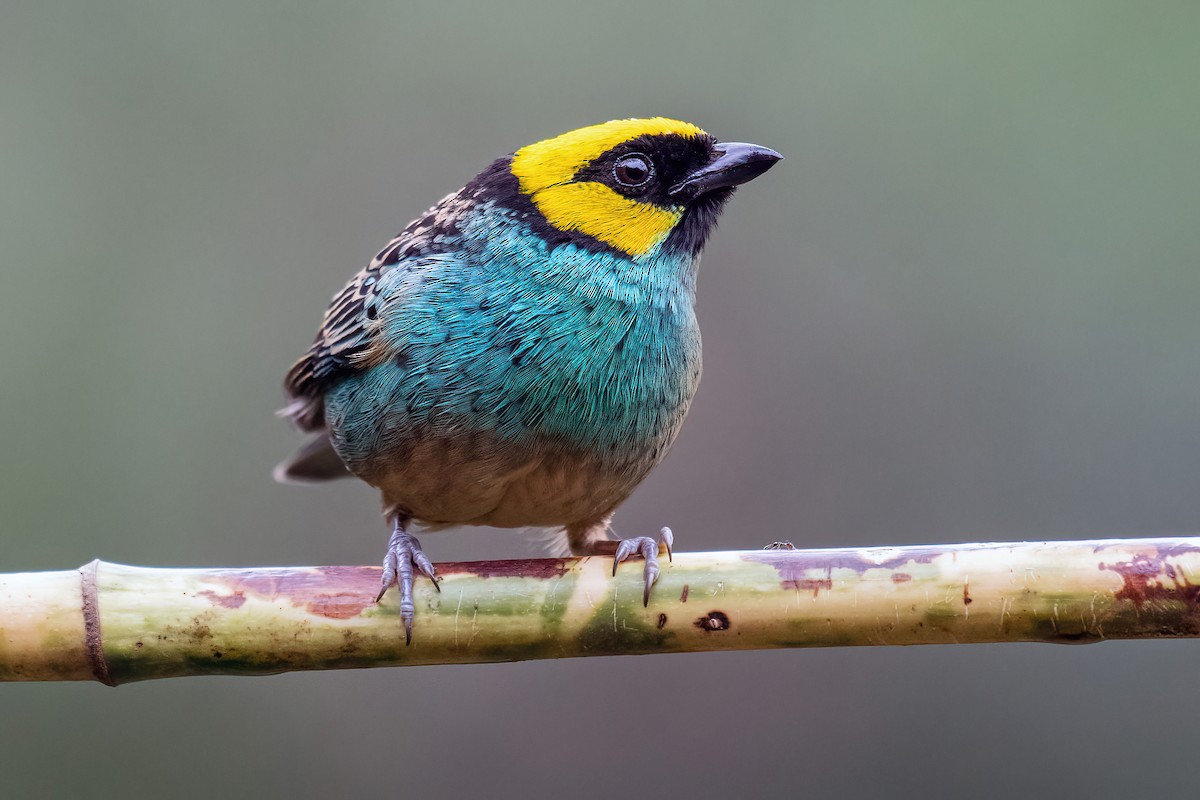 Saffron-crowned Tanager - ML618541236