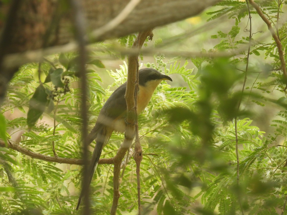 Mangrove Cuckoo - ML618541282