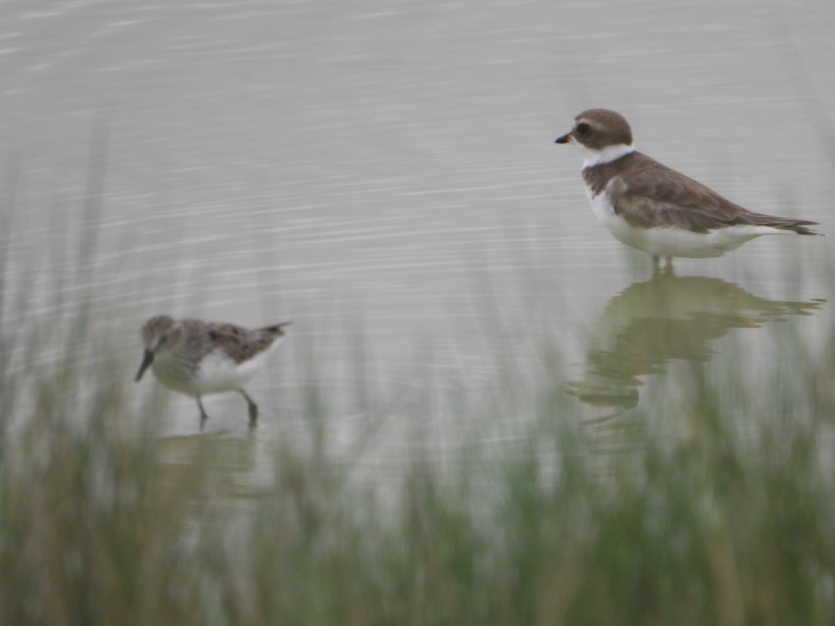 Semipalmated Plover - ML618541303