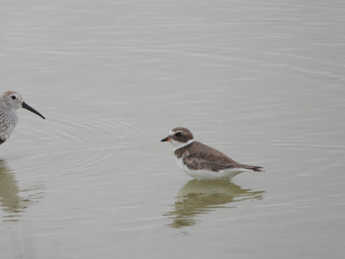 Semipalmated Plover - ML618541304