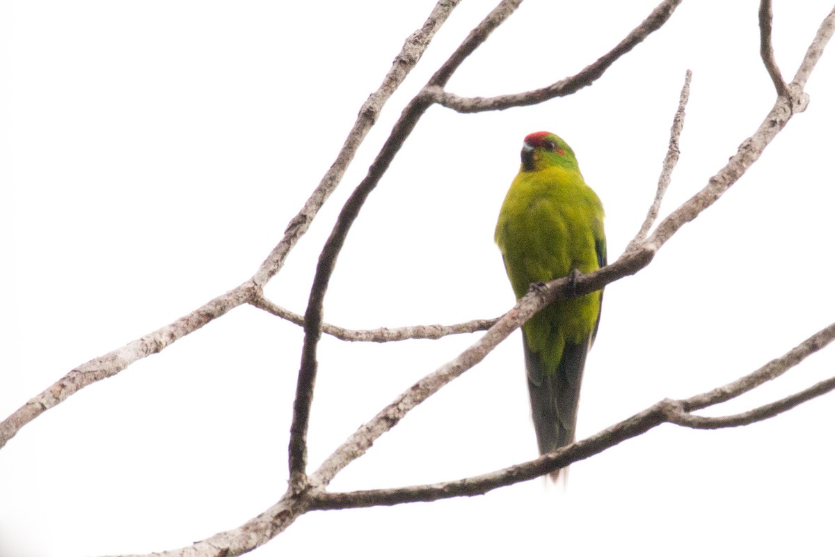 New Caledonian Parakeet - ML618541307