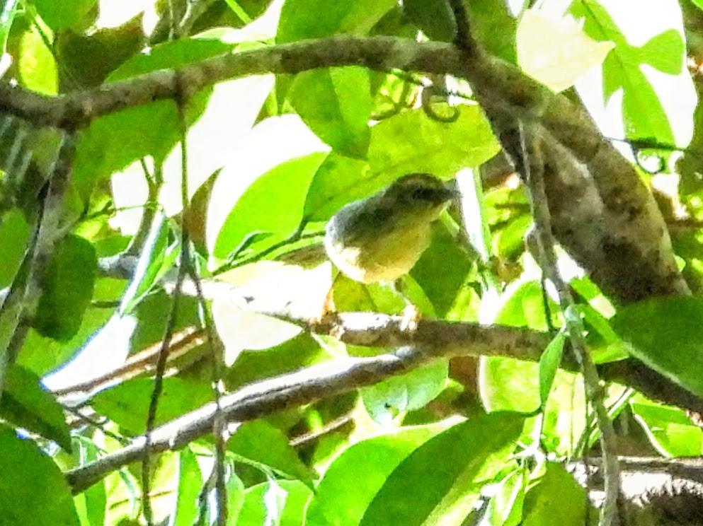 Yellow-browed Warbler - ML618541312