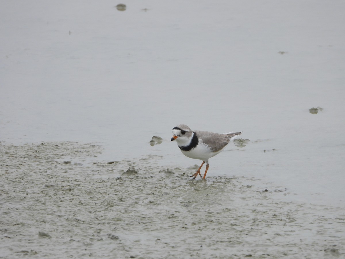 Piping Plover - ML618541313