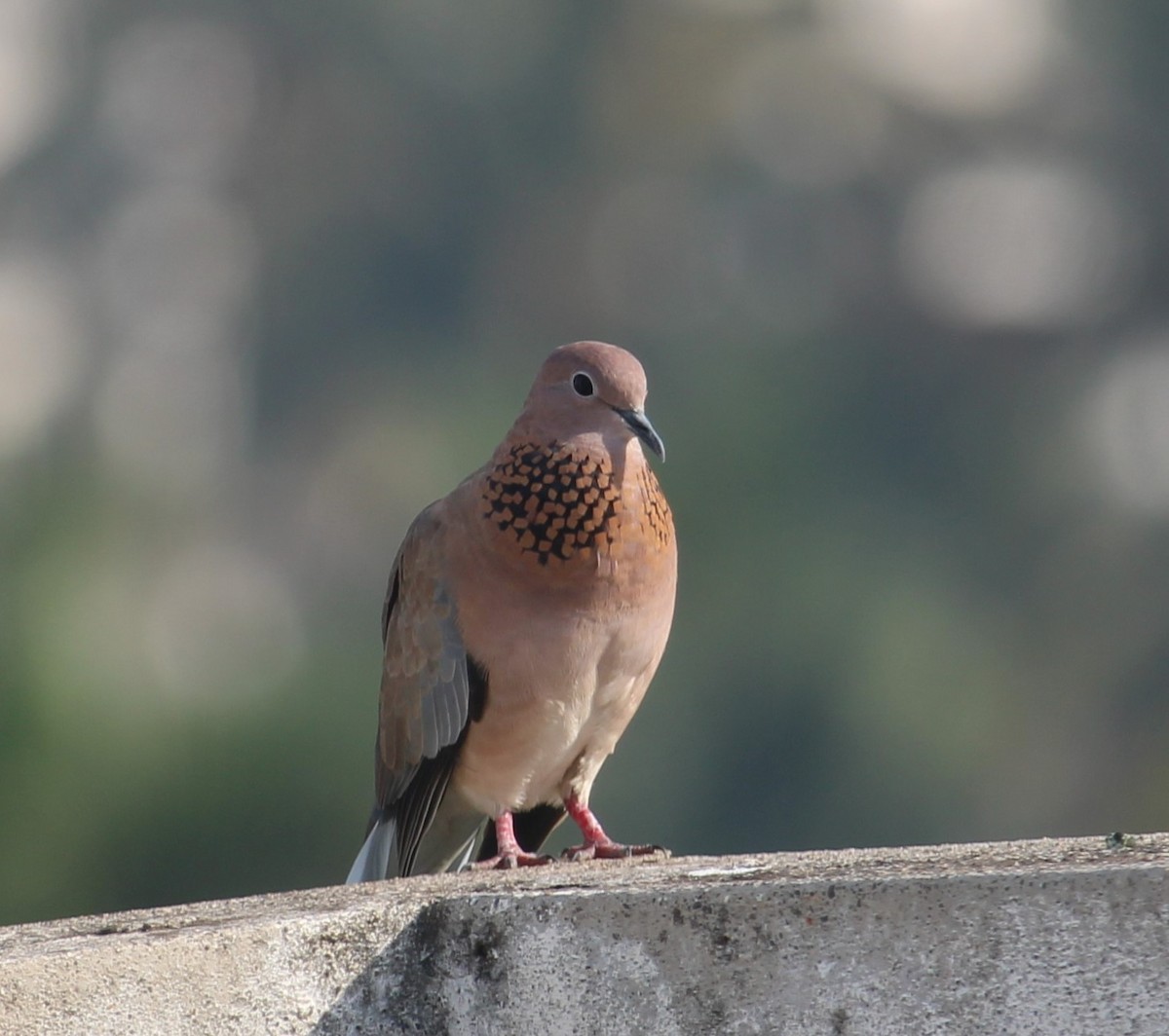 Laughing Dove - ML618541328