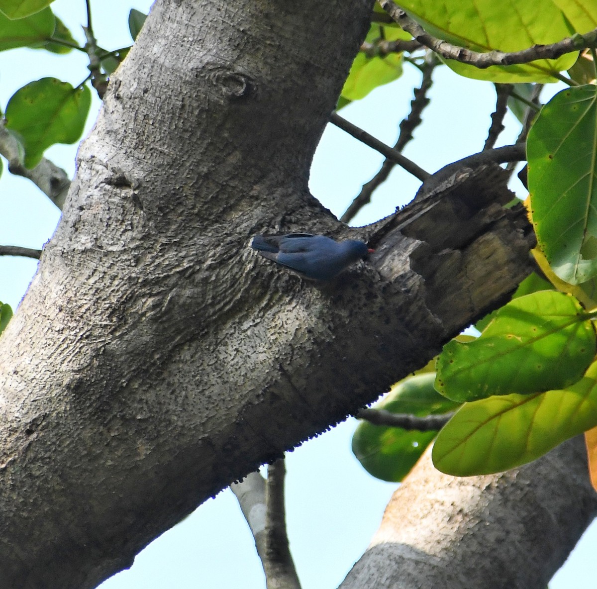 Velvet-fronted Nuthatch - ML618541333