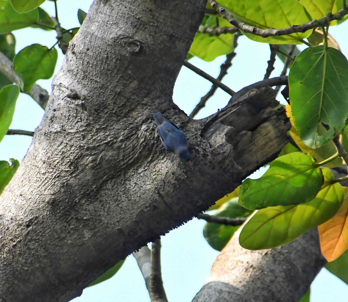 Velvet-fronted Nuthatch - ML618541334