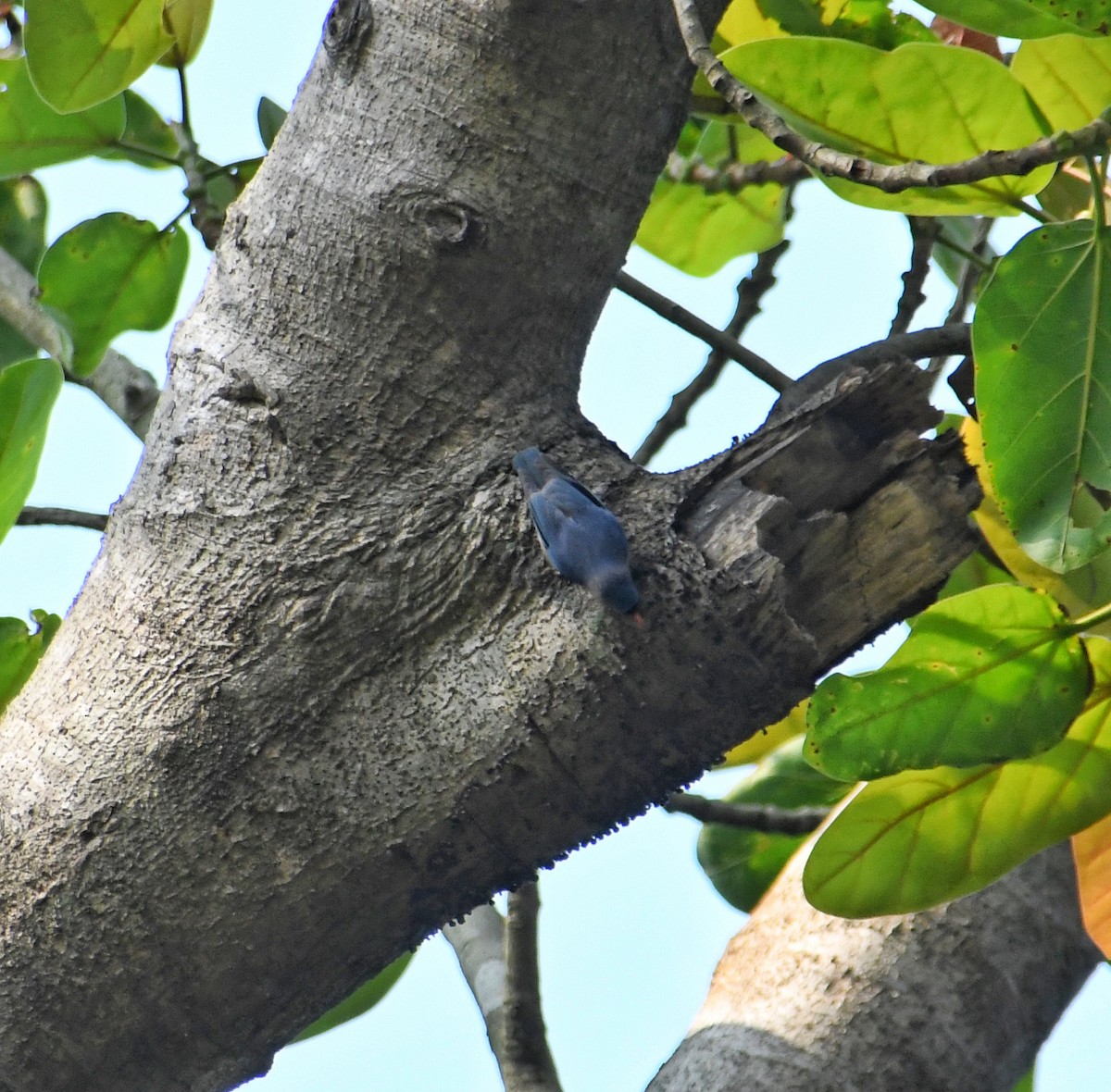 Velvet-fronted Nuthatch - ML618541336