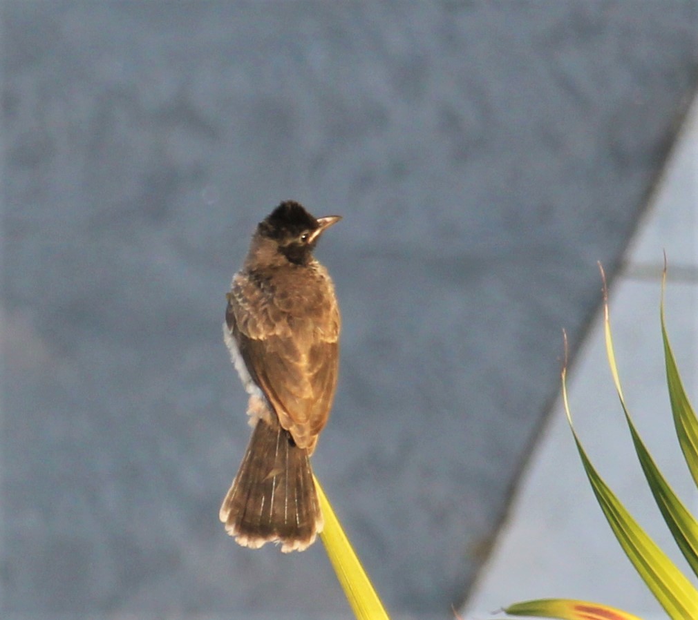 Red-vented Bulbul - ML618541368