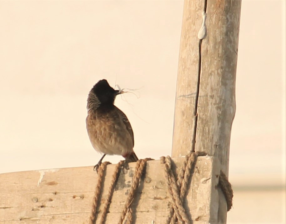 Red-vented Bulbul - ML618541369