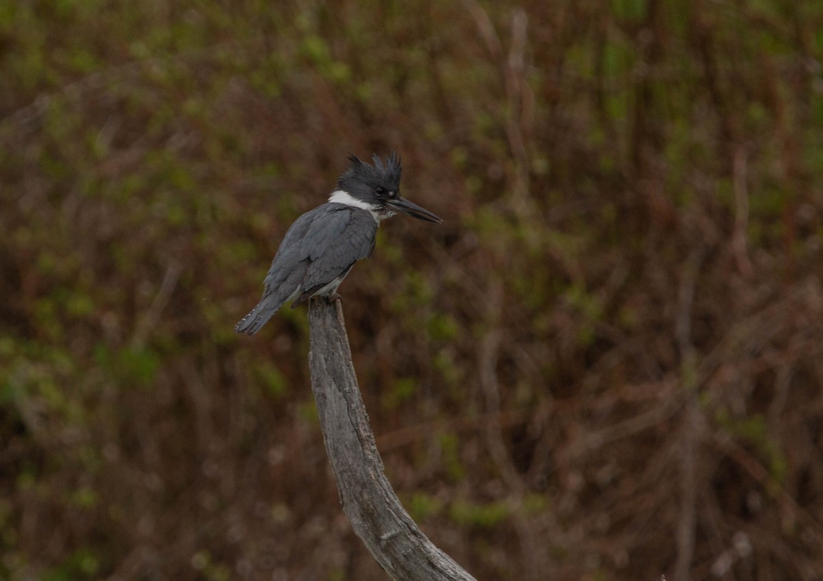Belted Kingfisher - ML618541439