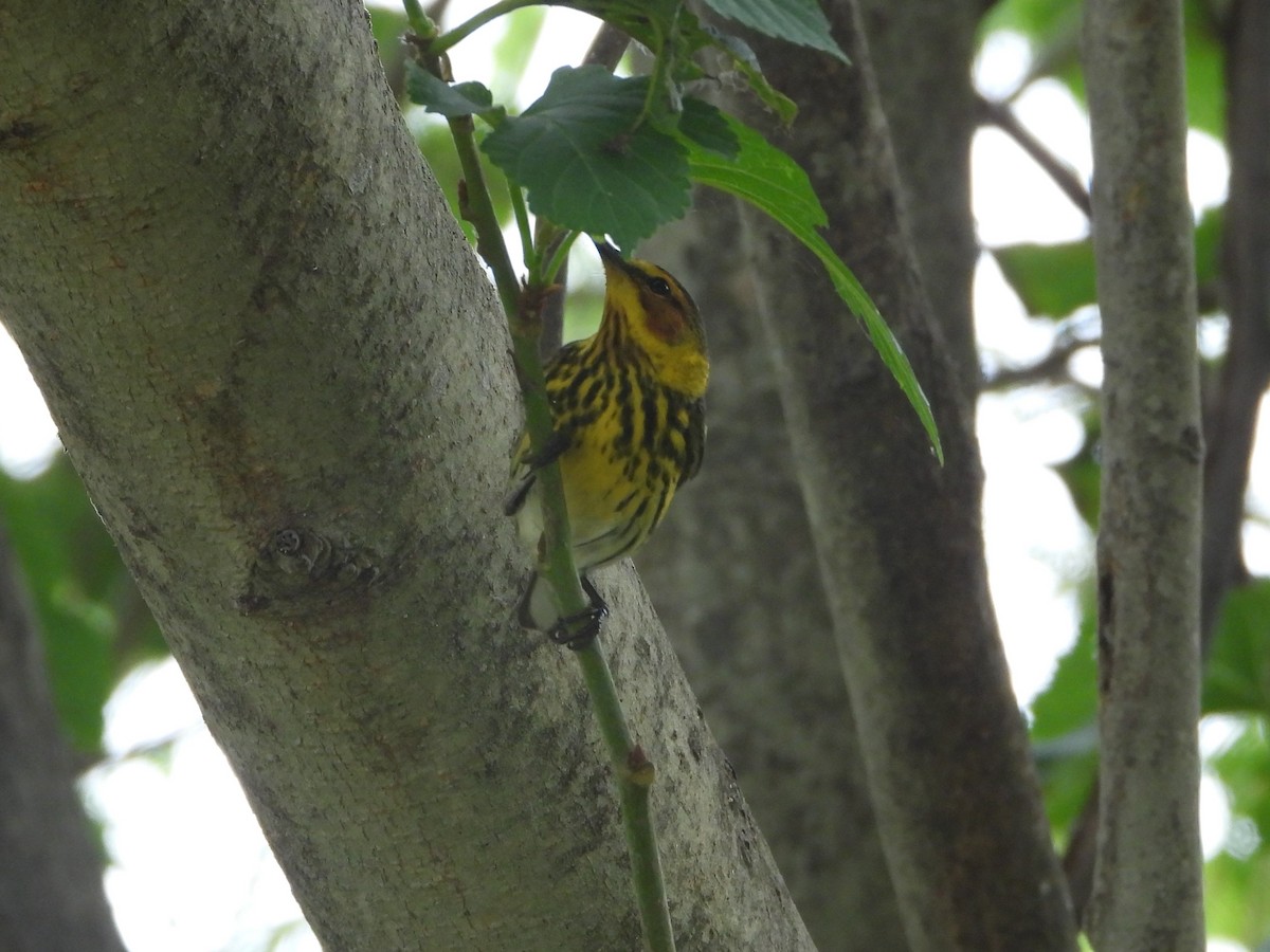 Cape May Warbler - ML618541463