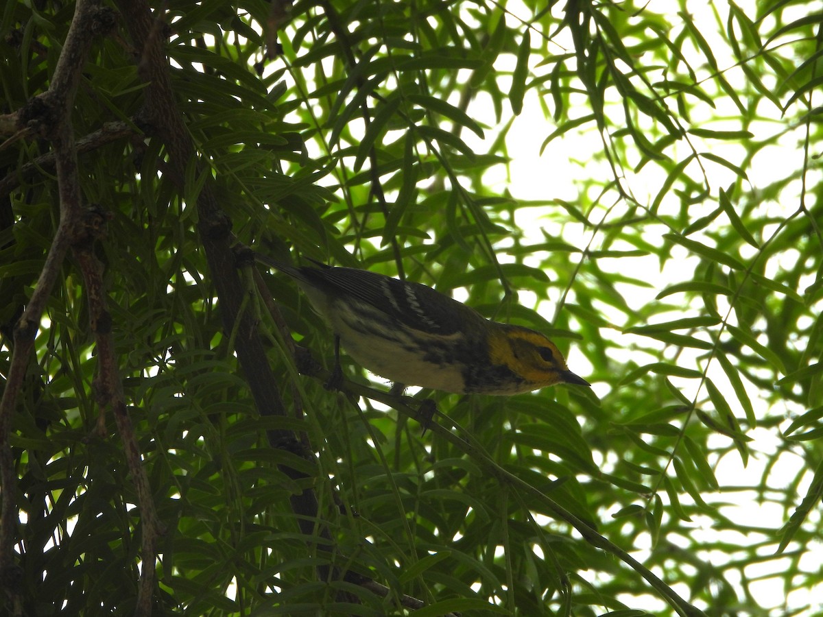 Black-throated Green Warbler - ML618541472