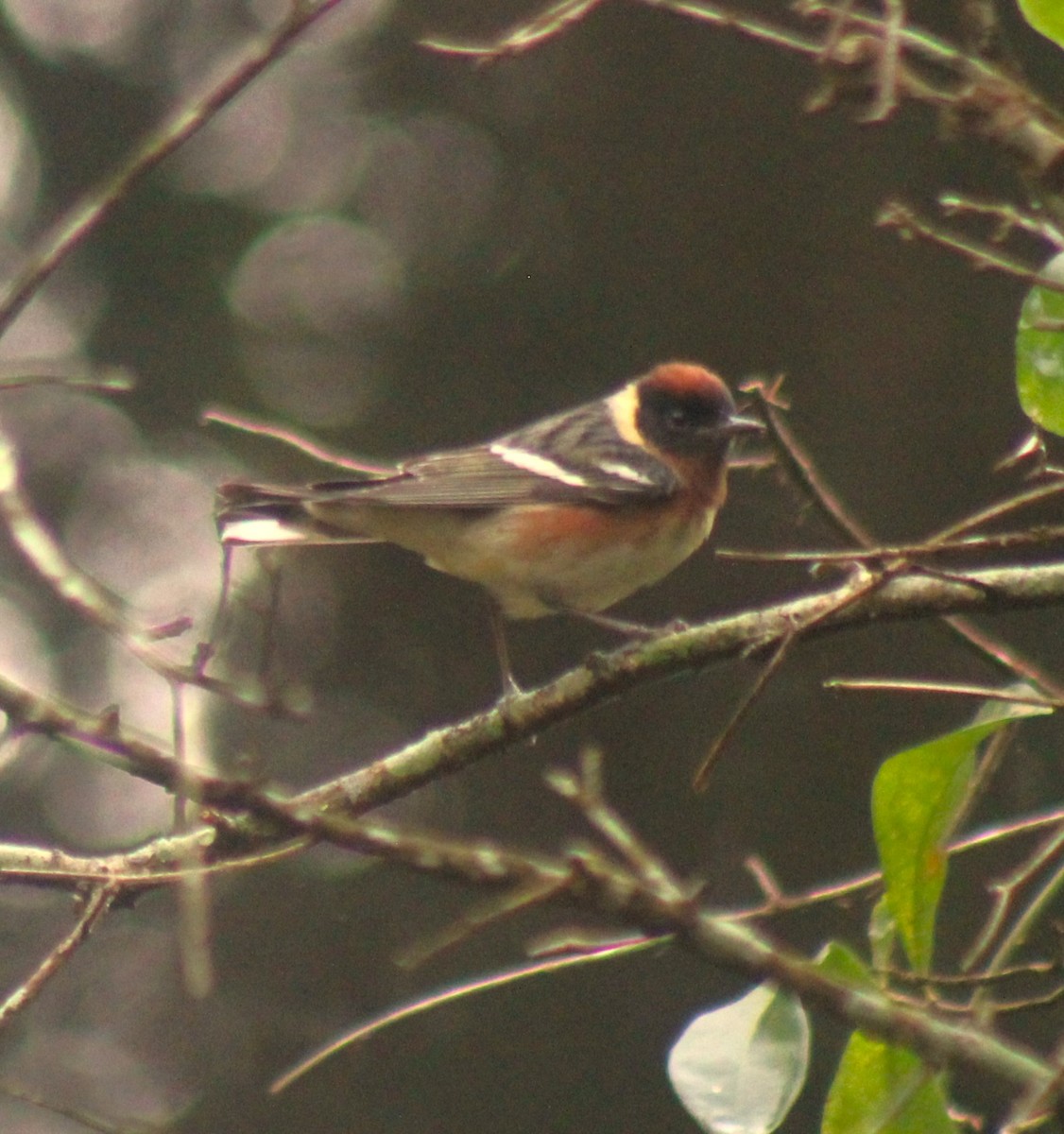 Bay-breasted Warbler - ML618541486