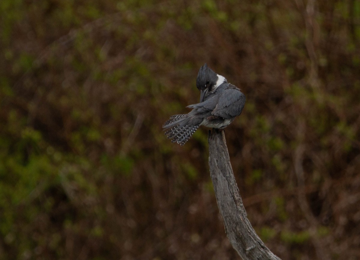 Belted Kingfisher - ML618541490