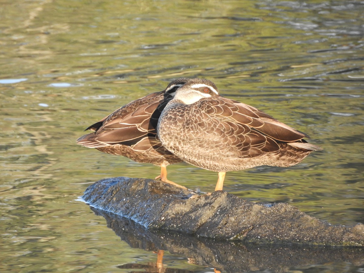 Pacific Black Duck - Charles Silveira