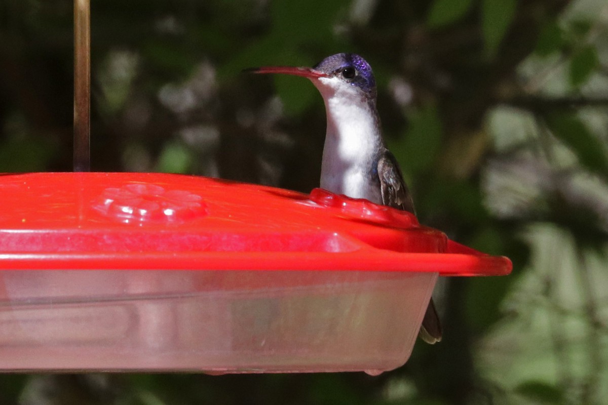 Violet-crowned Hummingbird - ML618541513