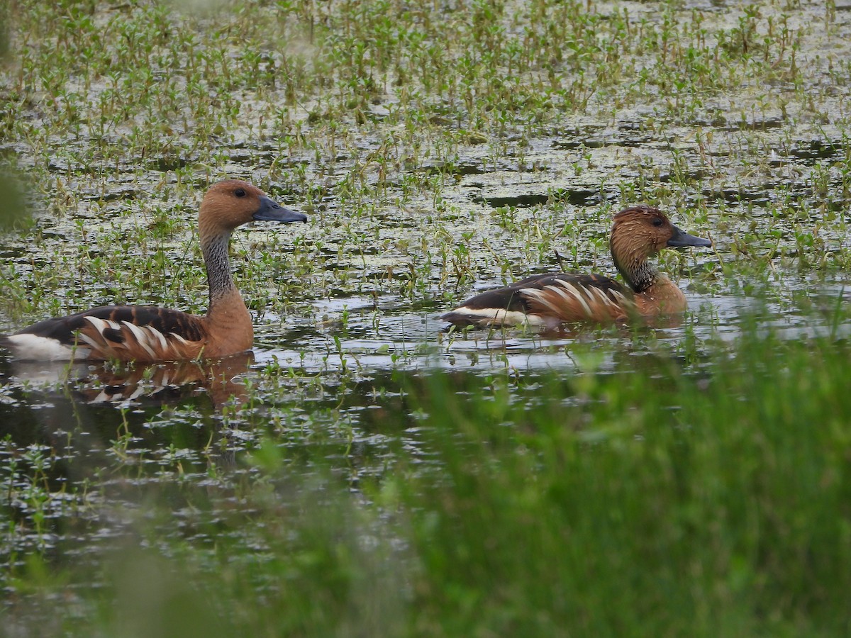Fulvous Whistling-Duck - ML618541525