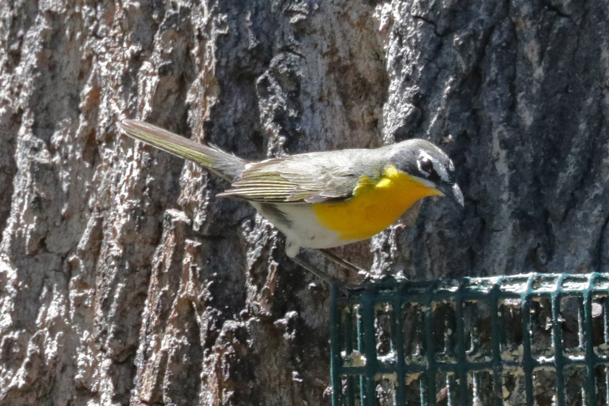 Yellow-breasted Chat - ML618541538