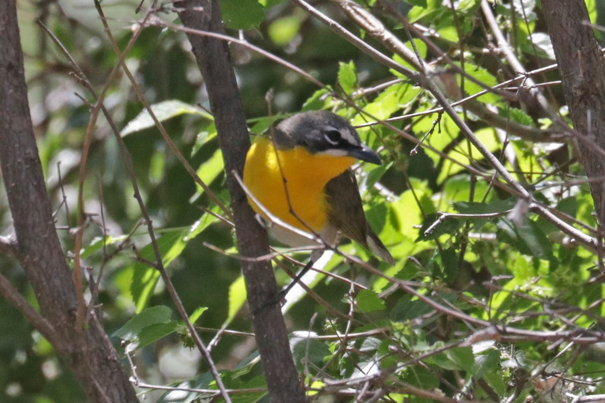 Yellow-breasted Chat - ML618541539