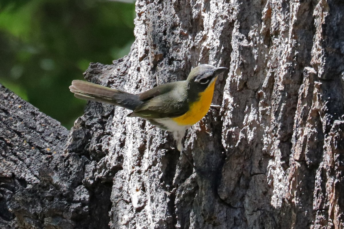 Yellow-breasted Chat - ML618541540