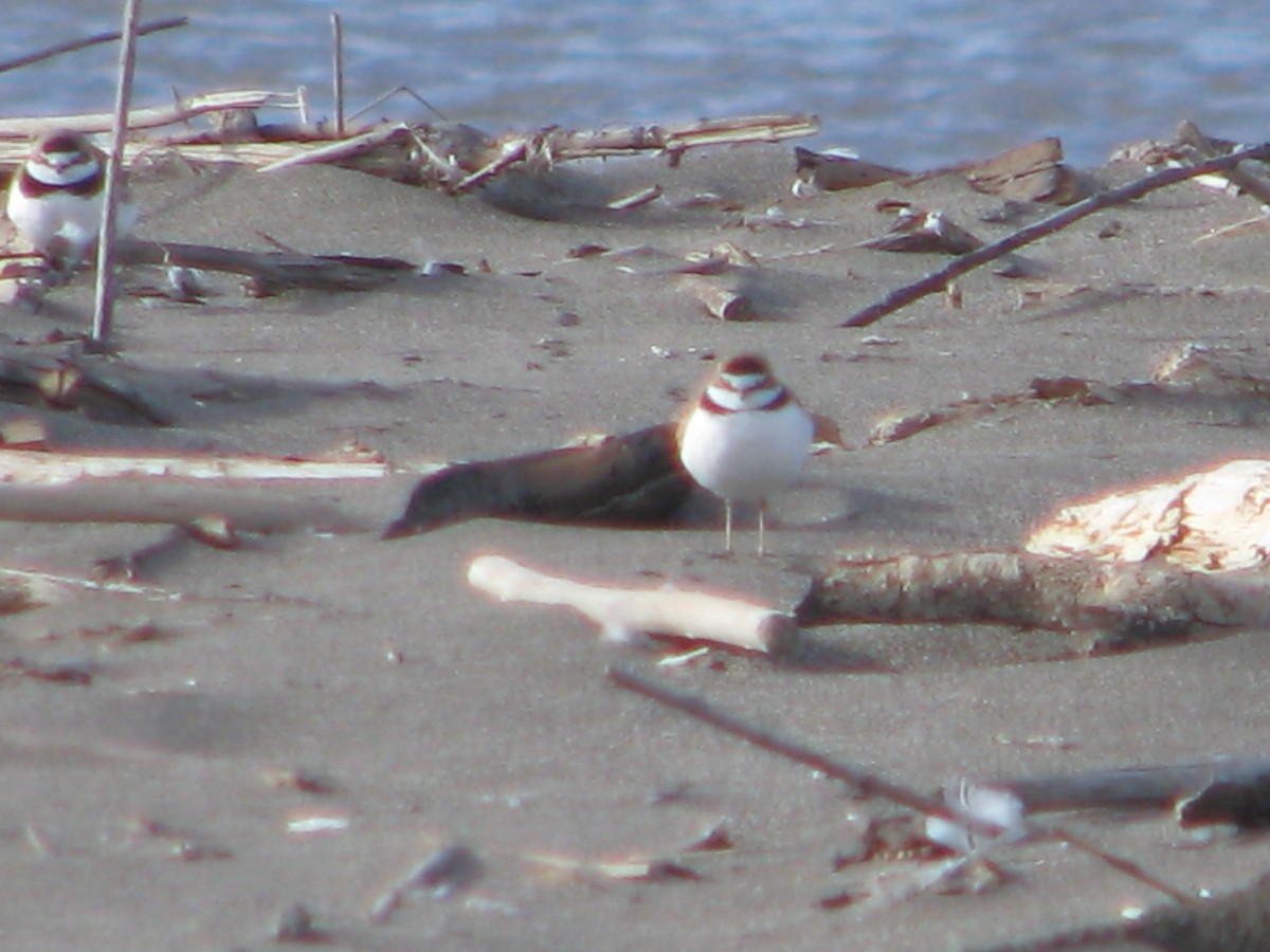 Collared Plover - ML618541549
