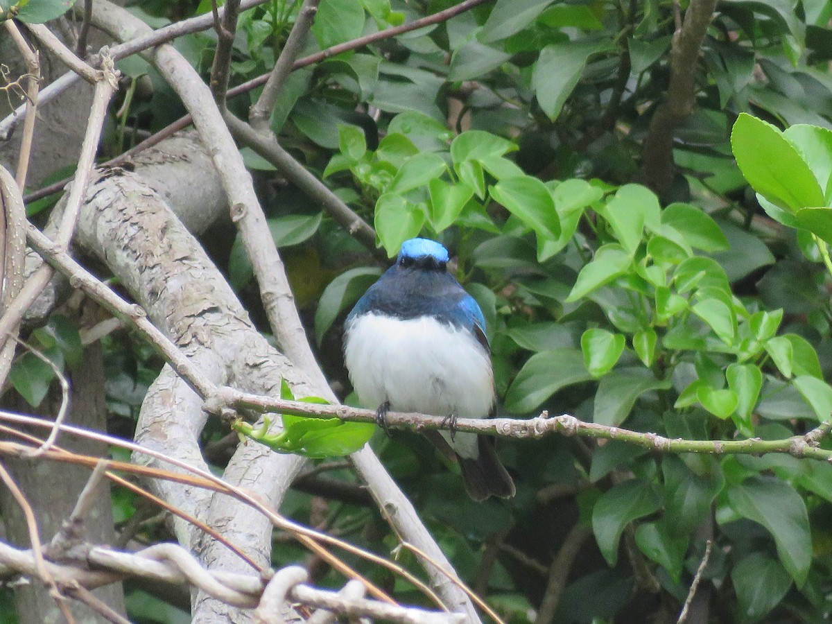 Blue-and-white Flycatcher - ML618541551