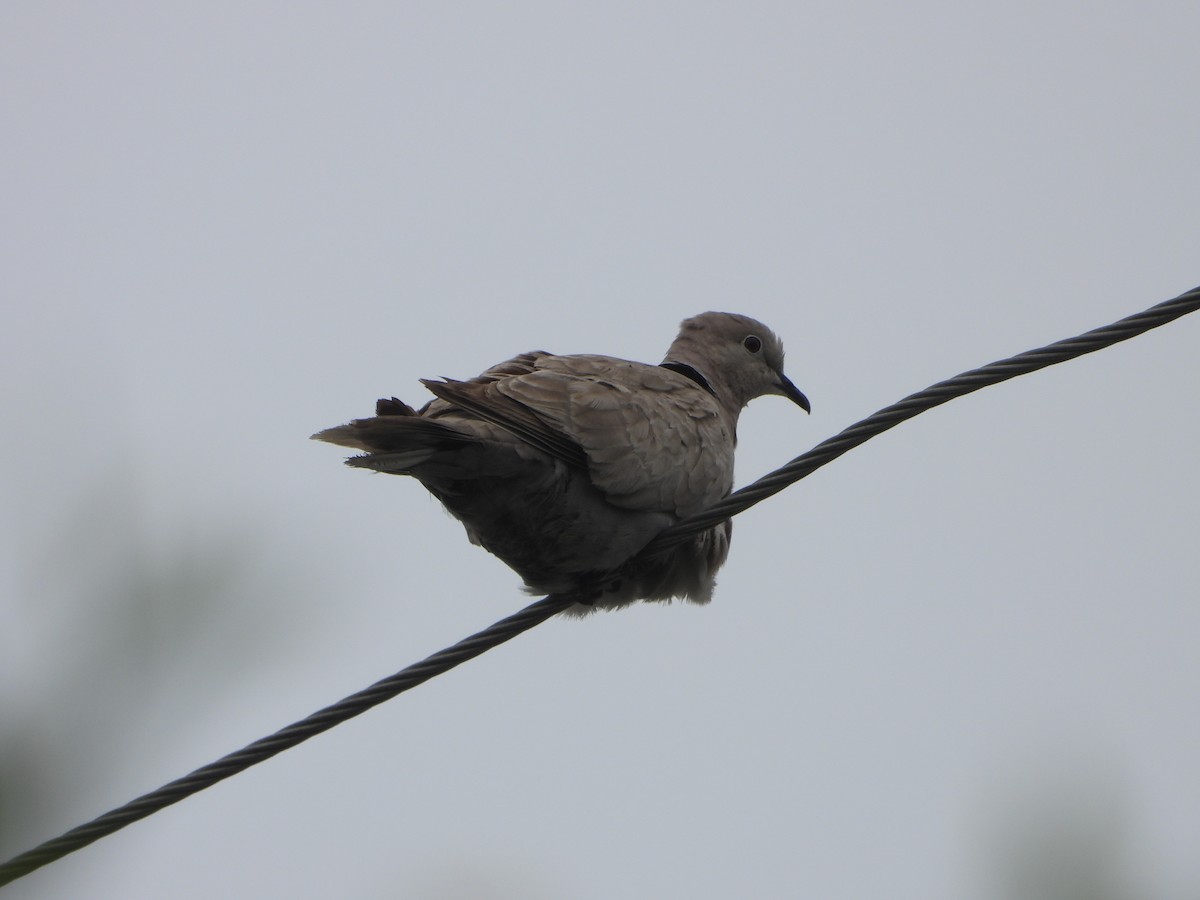 Eurasian Collared-Dove - ML618541552