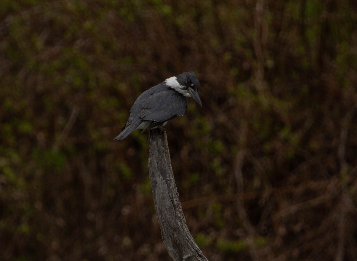 Belted Kingfisher - ML618541553