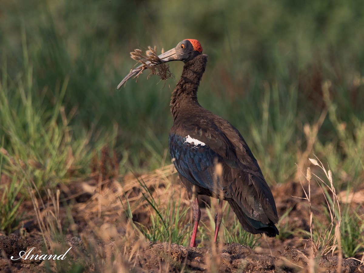 Red-naped Ibis - Anand Singh