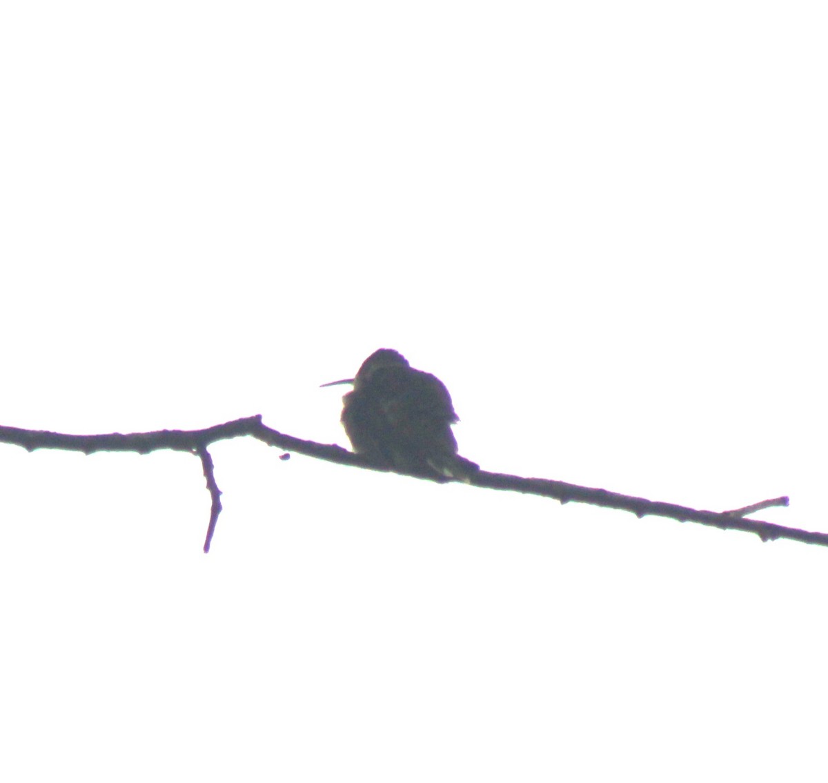 Yakut Boğazlı Kolibri - ML618541561