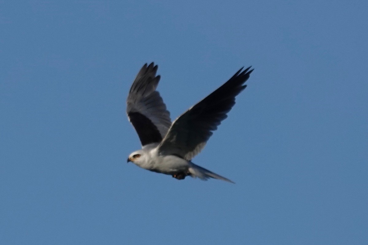 White-tailed Kite - ML618541564