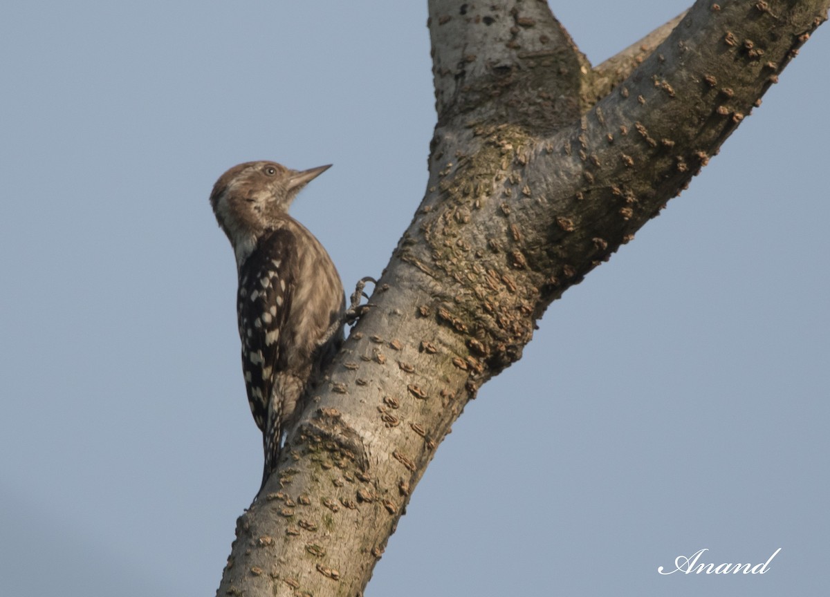 Brown-capped Pygmy Woodpecker - ML618541568
