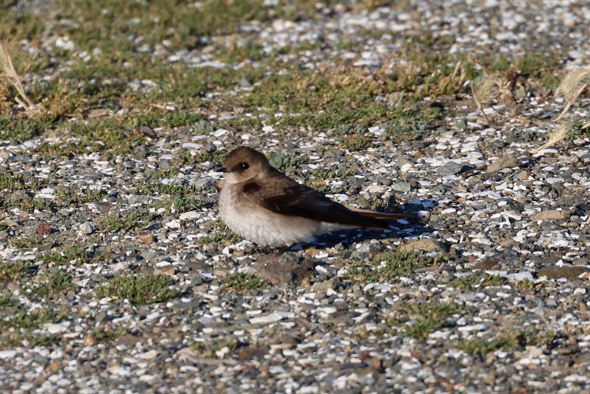 Northern Rough-winged Swallow - vijay t