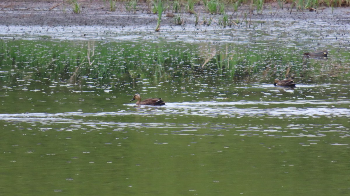 Eastern Spot-billed Duck - ML618541594